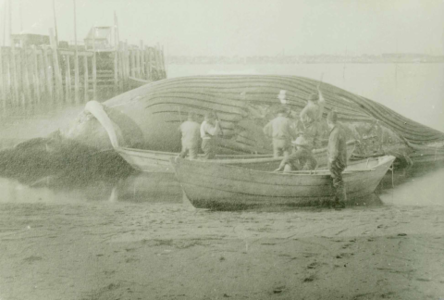 Stripping a Whale